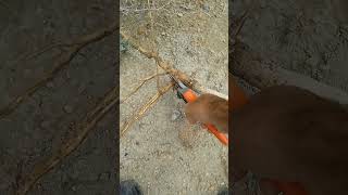 Natural Miswak Salvadora Persian Peelu Tree By Qari Adil Khan