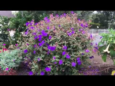 Tibouchina urvilliana Princess Flower