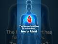 Human Heart #facts #heart #science #sciencefacts #fun #shorts #shotrs