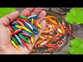 Catching ornamental goldfish in tiny pond, ranchu fish, koi fish, guppy fish, colorful fish, glofish