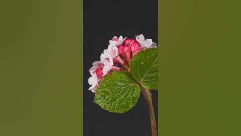 Beautiful Flower Blooming Time Lapse 4k #blooming #timelapse #shorts