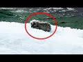 Fishermen Think They Found A Seal Floating On An Iceberg, Then They Take A Closer Look