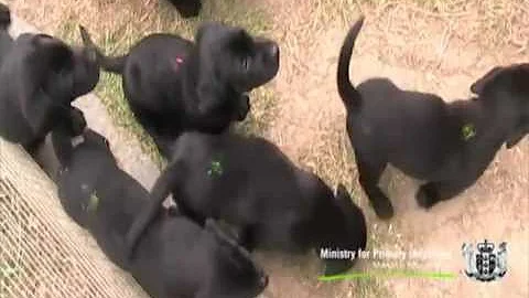 MPI biosecurity detector dogs in training