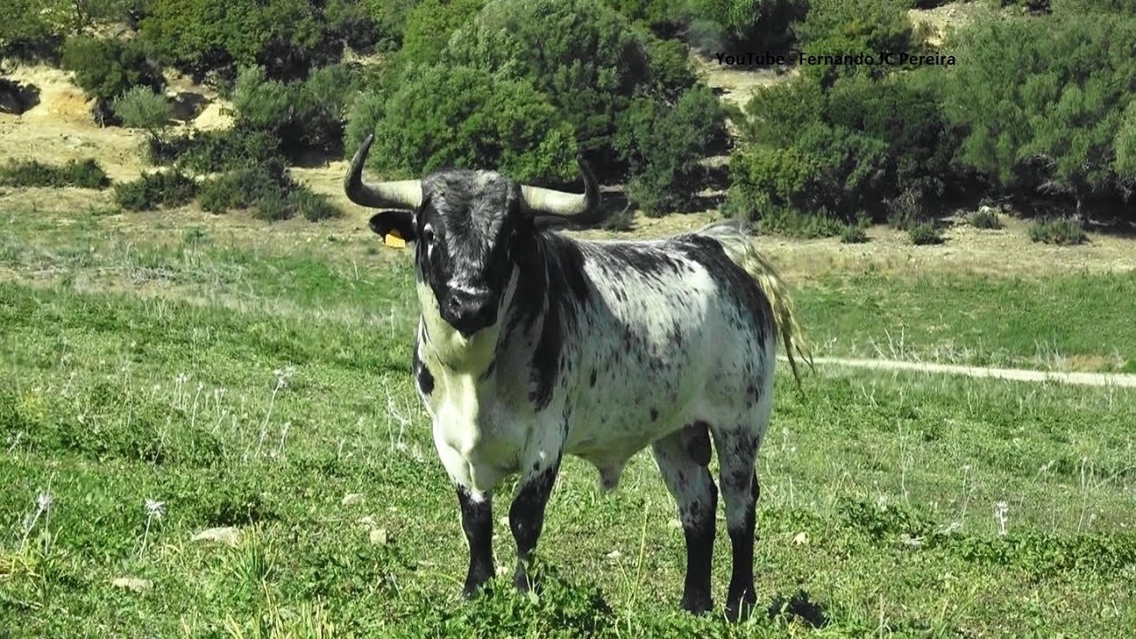 Los Toros Torrestrella y La Entrevista Con D. Álvaro Domecq Romero