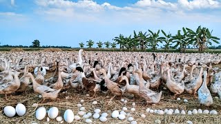 Amazing Duck Farm  Produce Millions of Ducks in Poultry Farms.