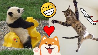 Funny animals videos 🤣😍 Best moments