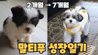 Dog 200 Days Growth Process I 7-month Maltifu Growth Diary