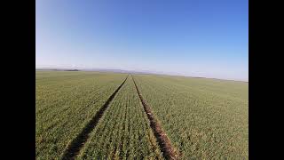 Daf Od Vojnovića. 9 Months Old Dog. Voice On Rabbit Trail.