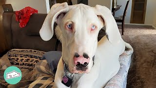 Deaf Great Dane Learns How to Communicate With Sign Language