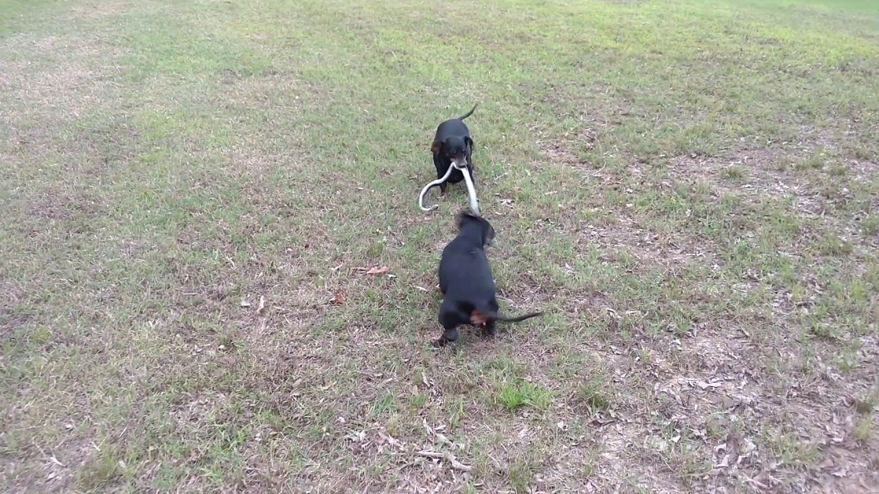 Dachshunds Killing Snake YouTube