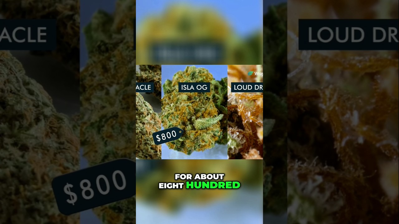 ‪@WorldWeedWonders‬