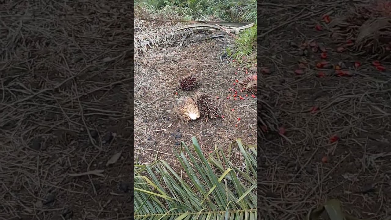 POTONG SAWIT KALIMANTAN HARI INI BANYAK BUAHNYA