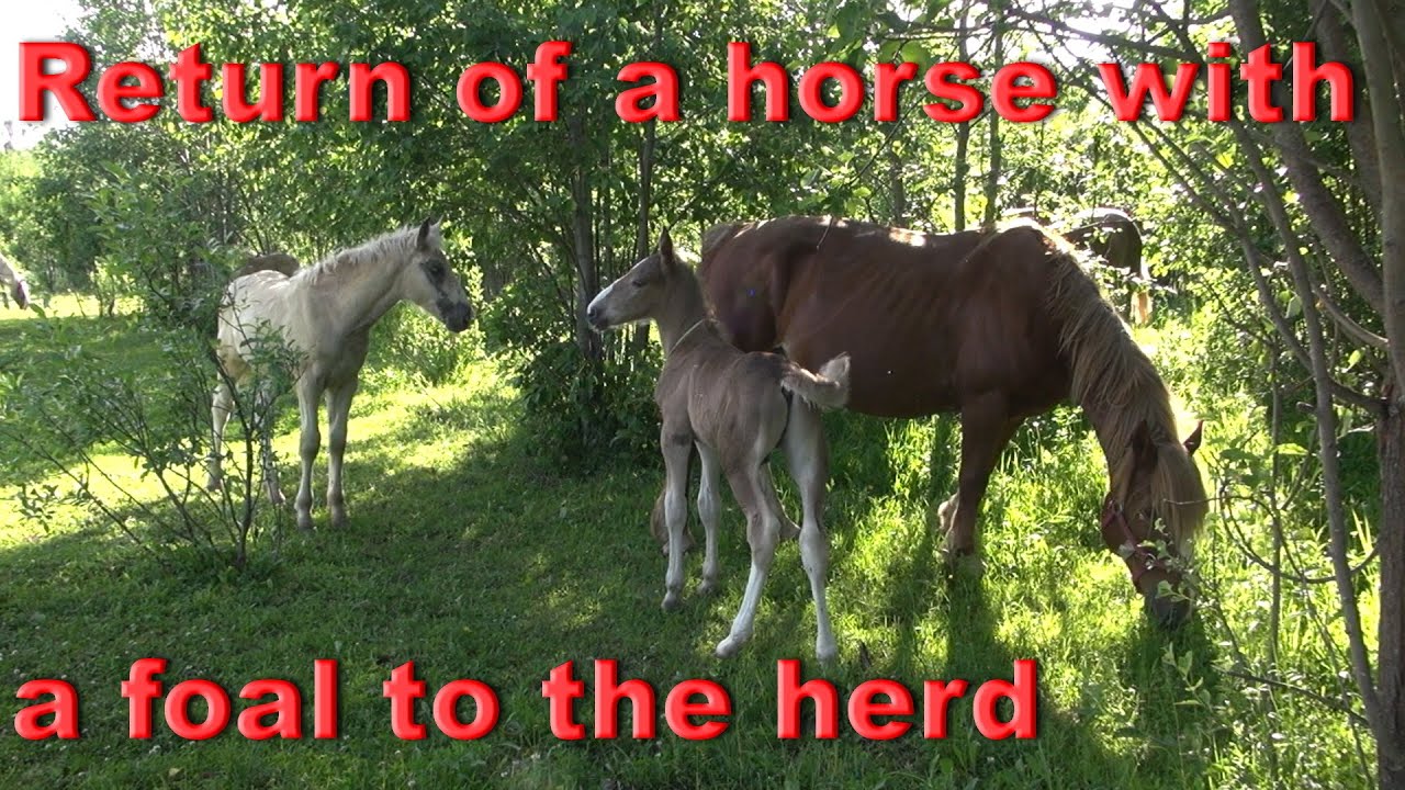 Return of a horse with a foal to the herd