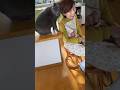 【ばあちゃんにくっ付きたいグレちゃん8.5㎏😻】#ぐりんぐりん #癒し動画 #ばあちゃん大好き #シャルトリュー #bigcat