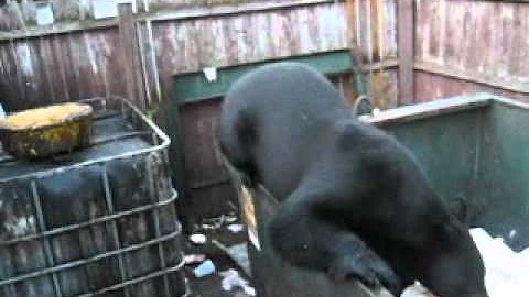 THE BLACK BEAR ATTACK IN OLD FORGE NY