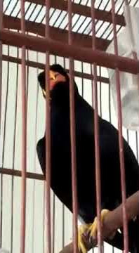 BURUNG BEO BISA NGOMONG TAHU TAHU ASSALAMU'ALAIKUM