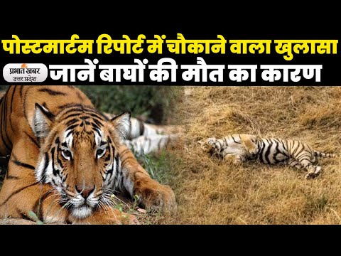 UP Tiger Death in dudhwa: बाघों की मौत को लेकर पोस्टमार्टम रिपोर्ट में चौकाने वाला खुलासा