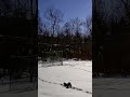 Squirrel Frolics in the Snow #Squirrel