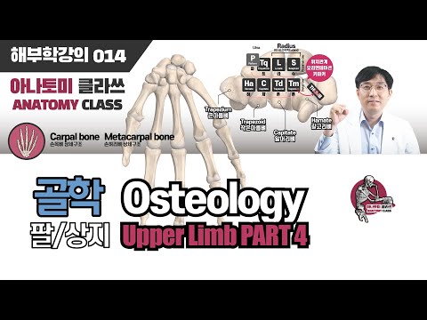 [해부학] Hand(손) 골학 팔(UPPER LIMB) PART 4 아나토미 클라쓰 014