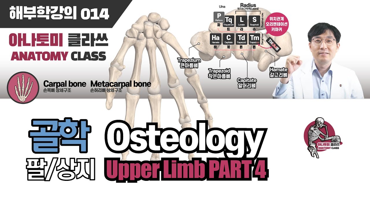 [해부학] Hand(손) 골학 팔(UPPER LIMB) PART 4 아나토미 클라쓰 014