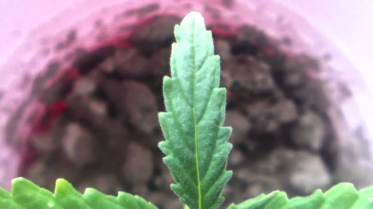 weed sprout with thc crystals