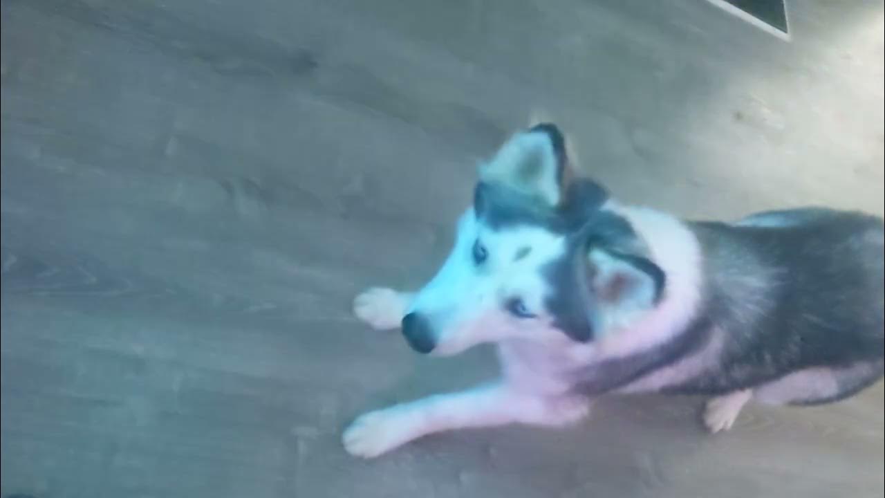 My Husky Diary 41 YouTube