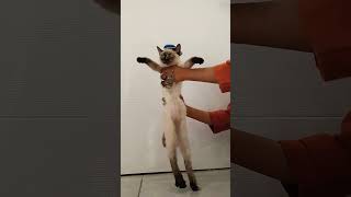 Cat 🐱 dance #shorts #  In Pin Safety Pin🧷 # Funny🤣