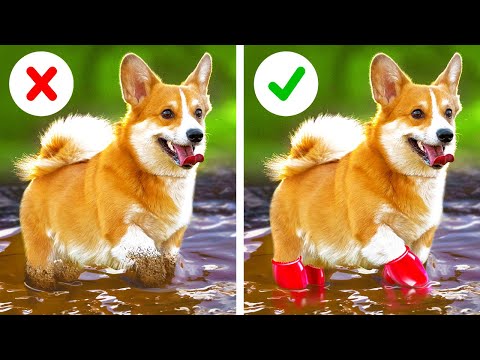 Video: 5 trang phục chó DIY nhanh chóng và dễ dàng