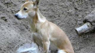 New Guinea Singing Dog (3) by Silver Cross Fox 6,193 views 14 years ago 36 seconds