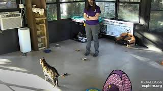 Now finish your dinner! Keeper Lauren and  Mouser Savannah at Big Cat Rescue.