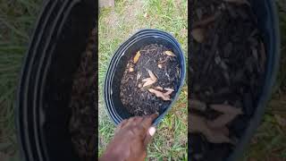 Sugarloaf mango tree up potting🌿🌳