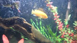 Most Aggressive African Cichlid