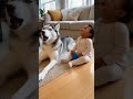 Husky and Baby Share a Funny Howling Moment#viral #funny #shortvideo