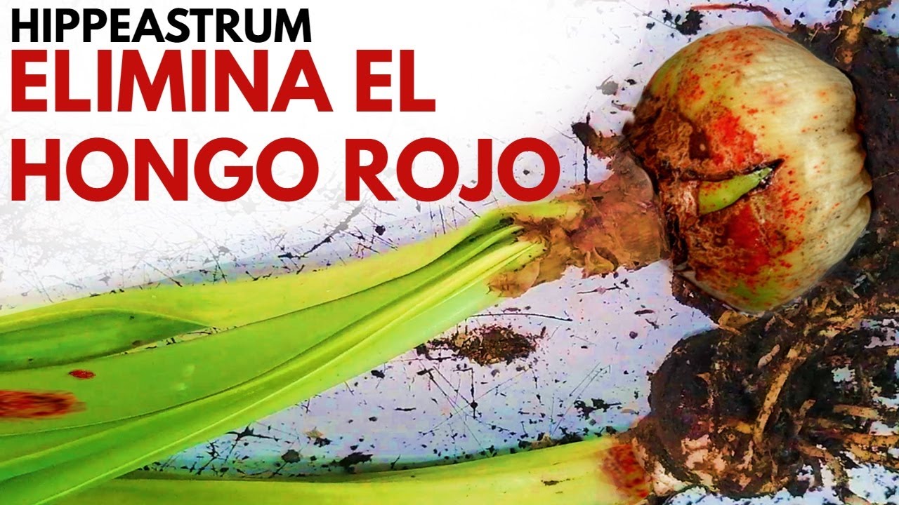 hongo rojo en hippeastrum  amarillys CHUYITO JARDINERO