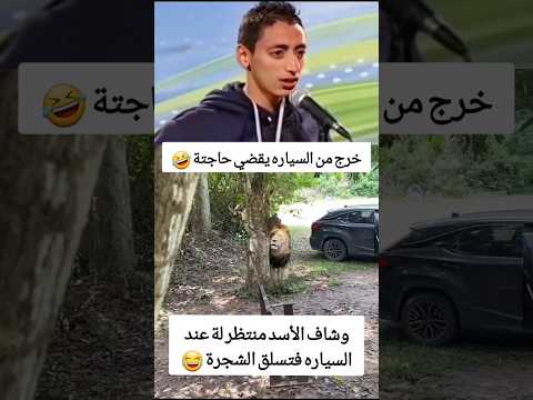 أسد محاصر سائح في الشجرة   24 