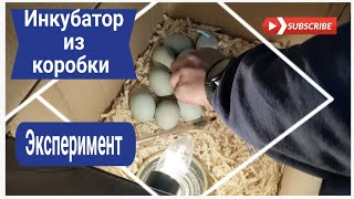 Самодельный инкубатор из коробки. Деревенские будни