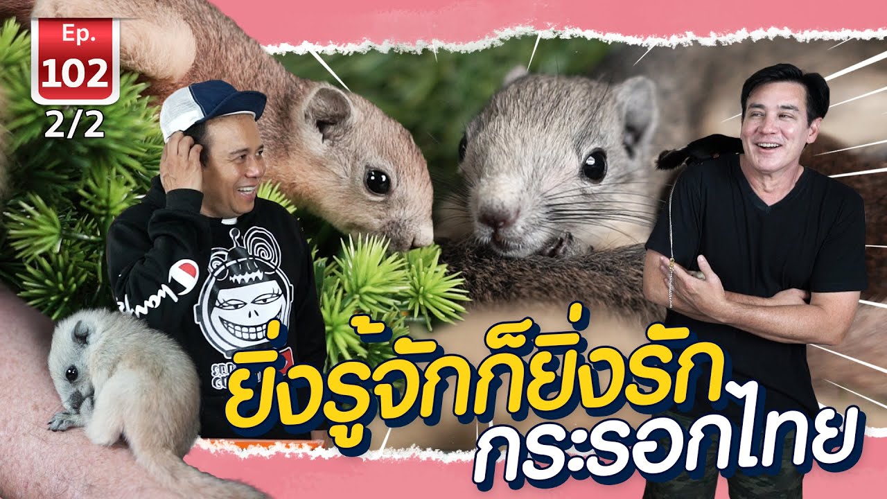 Thai squirrel กระรอกไทยยิ่งรู้จักยิ่งหลงรัก - เพื่อนรักสัตว์เอ้ย EP.102 [2/2]