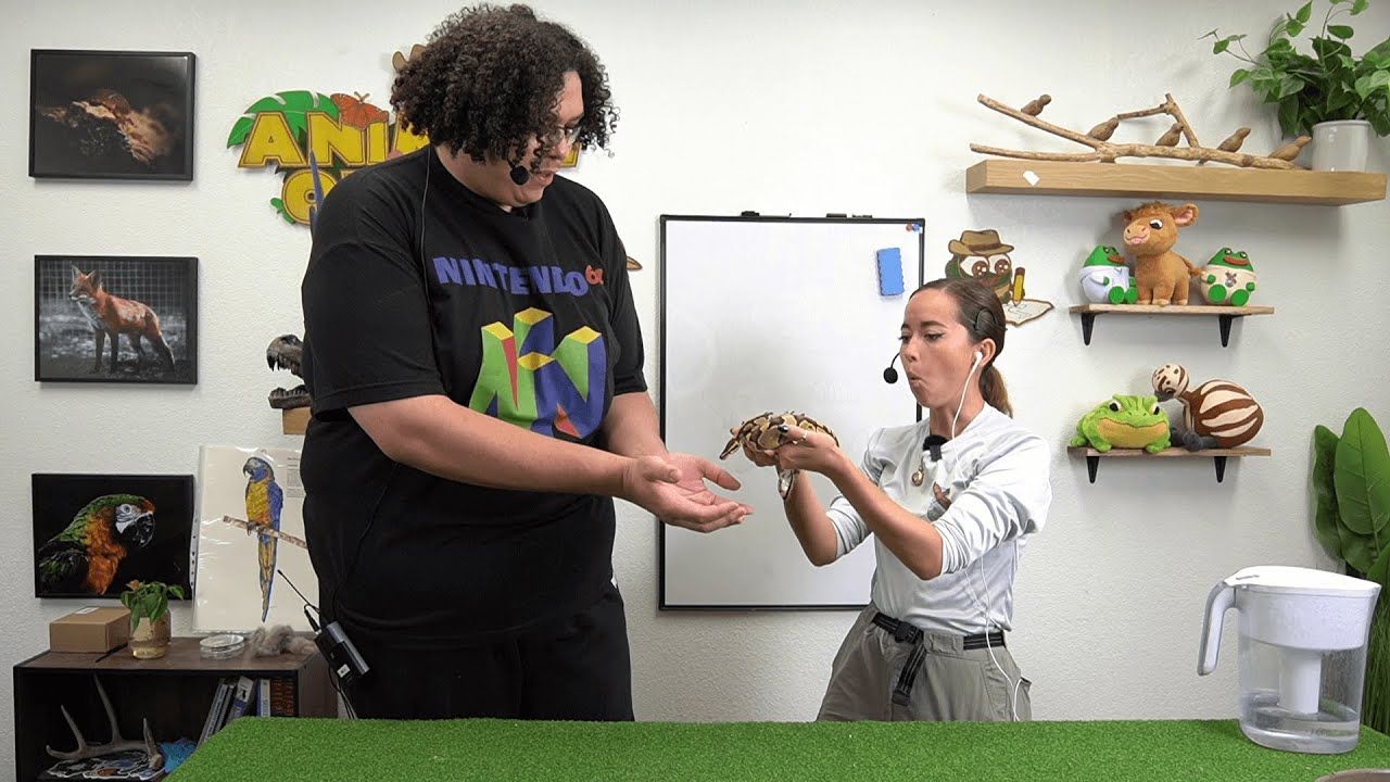 Introducing Zoil To Our Monkeys