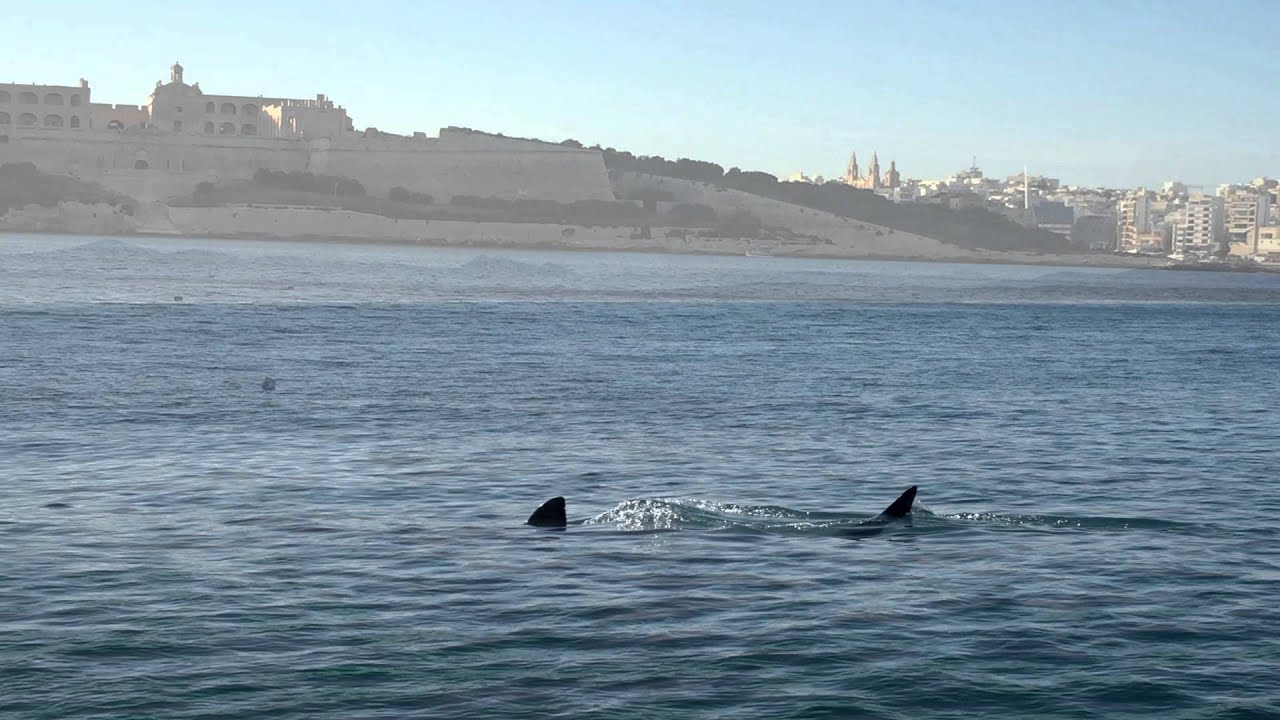 photo of white shark in malta photo of white shark in malta