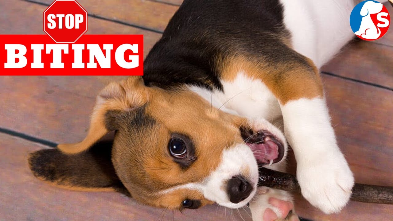 Training Beagle Puppy To Stop Biting Reasons and