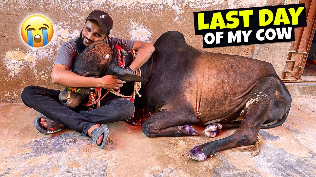 Last day of my cow 😭 BHt yaad aegi 💔 Fahad Bhai Official