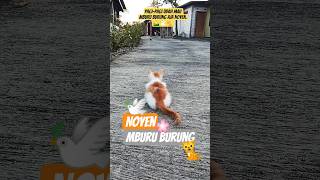 Noyen mburu burung.🌄🕊️🐈