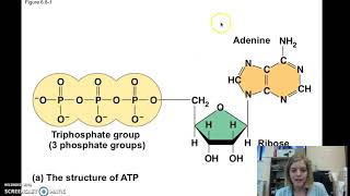 6.3: ATP Hydrolysis