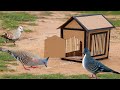 Building most beautiful house from Box paper for Bird trap - DIY Simple bird trap