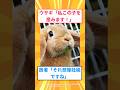 【2ch面白いスレ】ウサギ「私この子を産みます！」医者「それ想像妊娠ですね」#2ch#2ch面白いスレ#2ちゃんねる