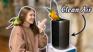Why Every Bird Owner Should Have an Air Purifier! by ElleAndTheBirds 31,809 views 1 year ago 6 minutes, 35 seconds