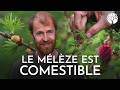 Le Mélèze Un Conifères Comestible mp3