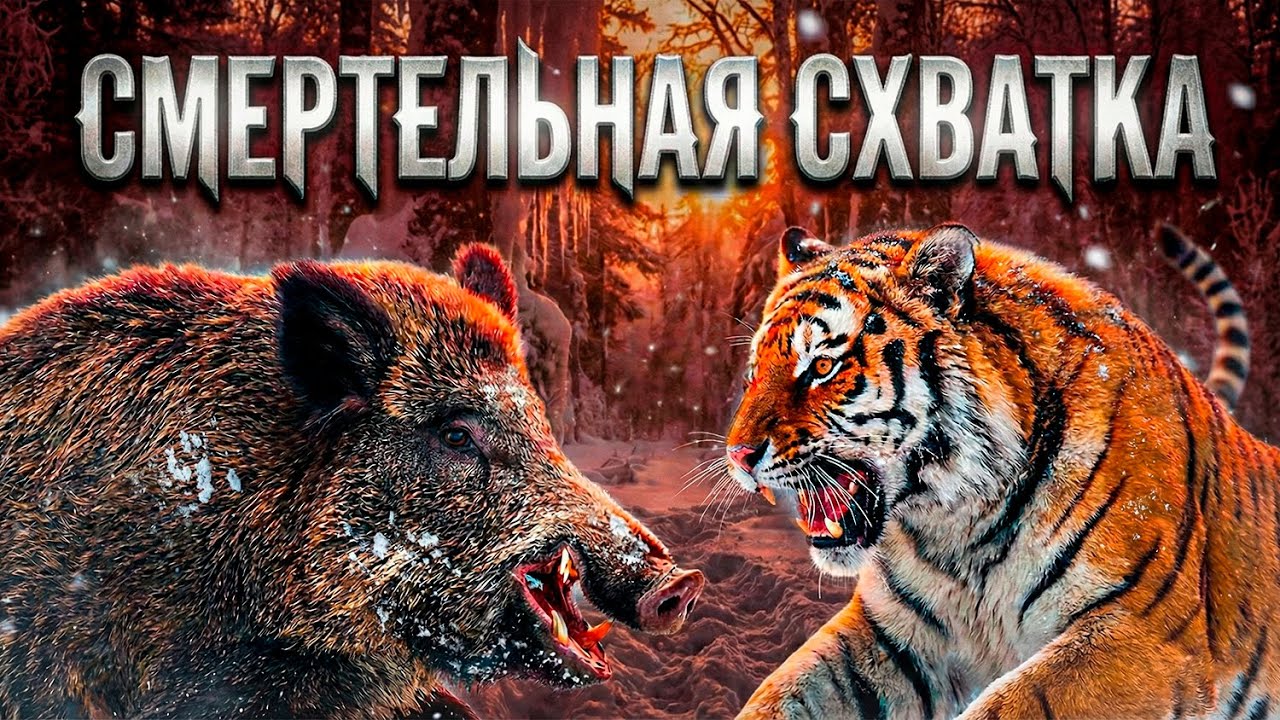 Тигр против Кабана: Самое жестокое противостояние природы!