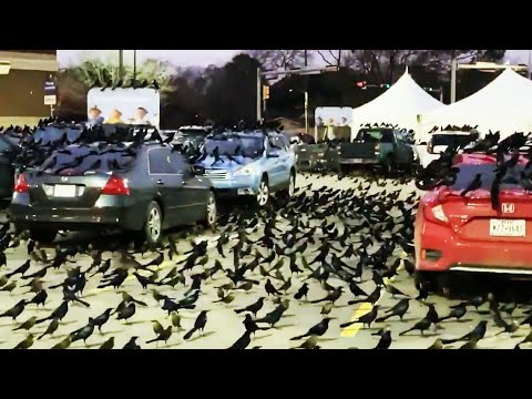 Video: A Huge Flock Of Black Birds Attacked Cars On A Highway In Texas - Alternative View