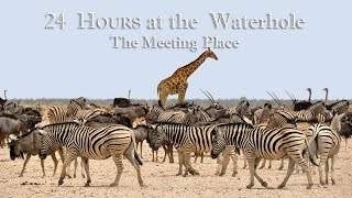 24 Hours at the Waterhole | Nature's Grand Meeting Place!